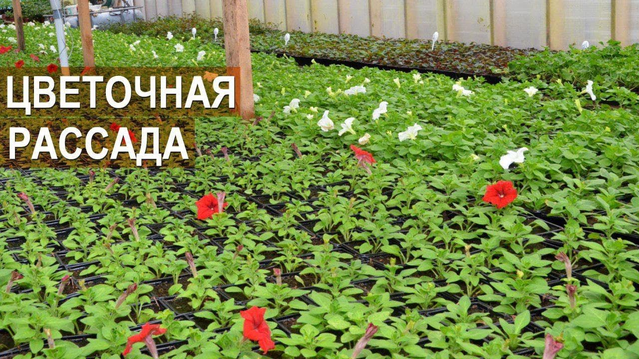 Выращивание цветочной рассады. Зелёный блогер Александра Кайгородцева.