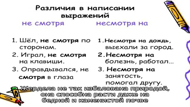 В чем разница между жерделой и абрикосом? смотреть онлайн