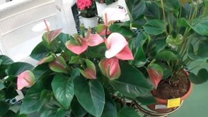 №2. "Успешный цветовод"  - Антуриум ...... Как ухаживать .....ответ специалиста.