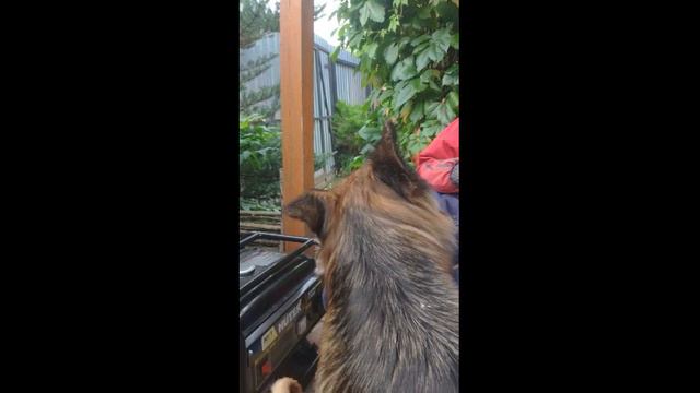 Наша красавица Джесси.