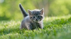 Мужчина остановился погладить серого котёнка, сидевшего на дороге. Это и спасло жизнь мужчине
