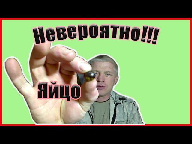 Когда начинают нестись перепела? // Первое яйцо  // Японский перепел