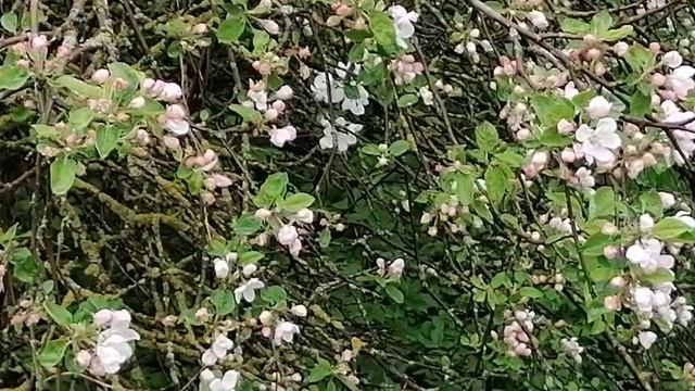 дождливый, пасмурный день, пение соловья.. смотреть онлайн