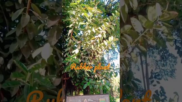 #Rubber#plant#air#purifier#nature#knowledge#viral#short#video#short feed#home#💯 natural air purifie