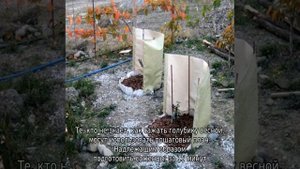 Голубика садовая: посадка и уход