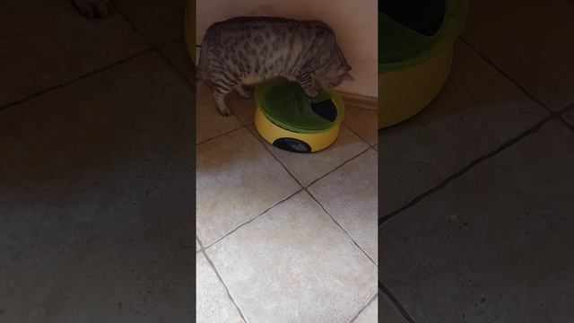 Кошка Доротея взламывает  автокормушку ,даже защищённую дополнительно  от взлома!!! Курсаково.Истри смотреть онлайн