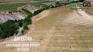 Капельный полив орехового сада