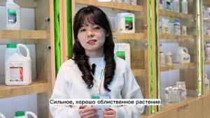 Пинкджейн F1 - семена томатов от компании Enza Zaden.