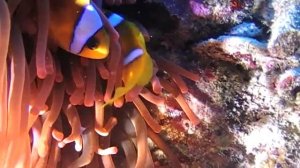 ФУТАЖИ! Дайвинг