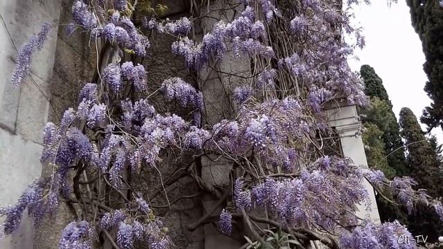 В Ялте цветёт Глициния
