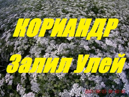 К.У.-100 кг на цветке.Как пчелы разместили 50 кг мёда в 3 корпусах 8 рамочника.Качаем мёд. смотреть онлайн