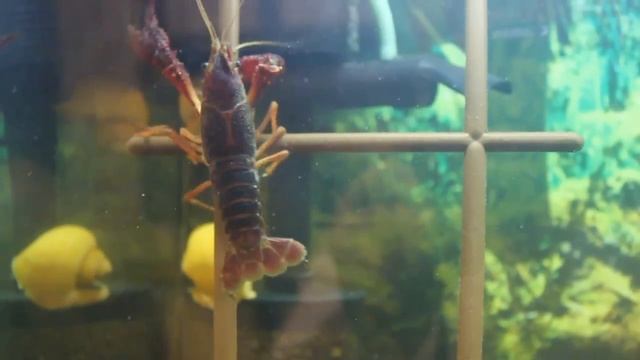 Аквариум - рак флоридский смотреть онлайн