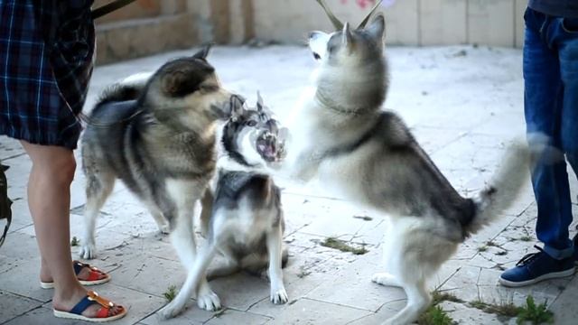 Любовь с первого взгляда | КРУТОЕ ЗНАКОМСТВО | Купить щенка хаски смотреть онлайн