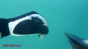 Подводная охота в Крыму. Spearfishing in Crimea