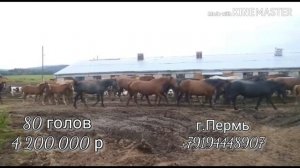 Продаётся Лошадей за 4 200 000 р.farmer horses