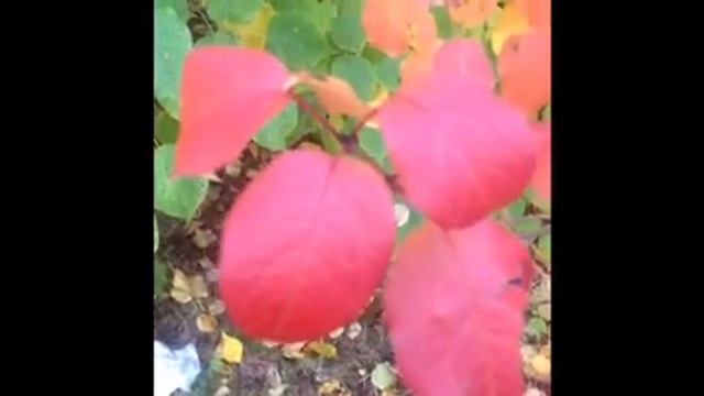 Осенний вальс исполняет Светлана Спесивцева и Ольга Усова смотреть онлайн