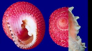 МОРСКИЕ РАКОВИНЫ часть 2