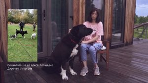 Вырастет и всех сожрет? Среднеазиатская овчарка (алабай): что ожидать от породы?