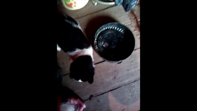 Котик Барсик 4