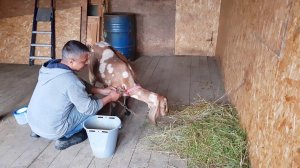 РОДИЛА НУБИЙКА ОТ КОЗЛА КАМОРИ(ПАТЭРИ) PATERI GOATS