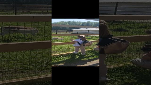 Пятнистые олени, Национальный парк "Лосиный остров". смотреть онлайн