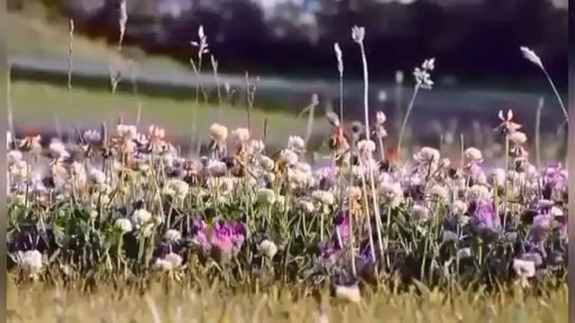 мы родились в сибири//отвечаю на вопросы//продолжаем говорить о стриме//обзор канала смотреть онлайн