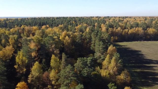 Над лесом.mp4 смотреть онлайн