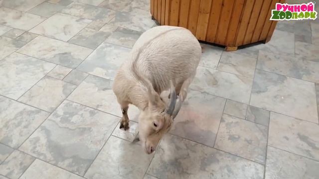 Козочки Маша и Василиса|'Ручной Zоопарк'|Орел смотреть онлайн