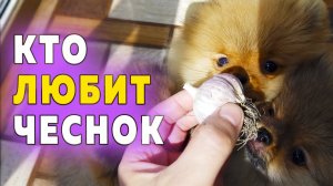 Щенкам шпица 85 дней. Шпиц ест чеснок. Дегельминтизация. Померанские шпицы играют