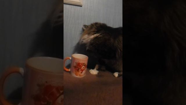 мой кот пьет чай смотреть онлайн