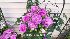 Lavender crush climbing rose|Very fragrant|薰衣草迷恋|香气迷人的紫色爬藤玫瑰|Zone 5