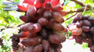 Карнавал и Байконур на арке "пергола" 2020г.