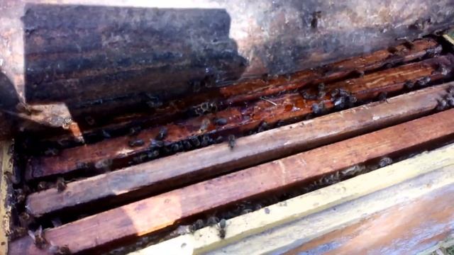 Рой пчёл смотреть онлайн