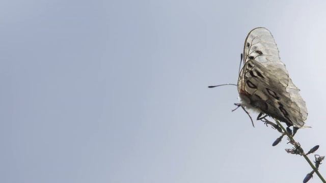 Apollo butterfly ( Parnassius apollo)/Червен аполон