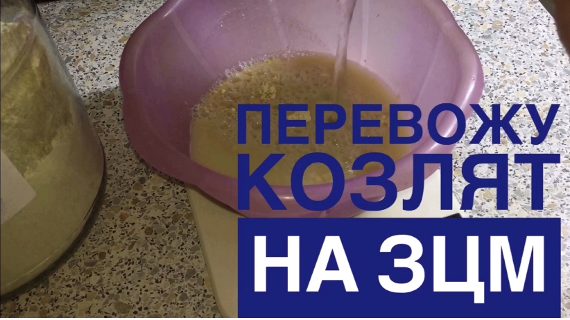 Перевожу козлят на ЗЦМ