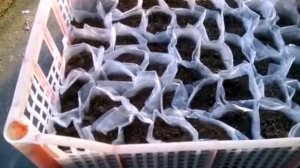 Картофель из семян за 1-  2 года