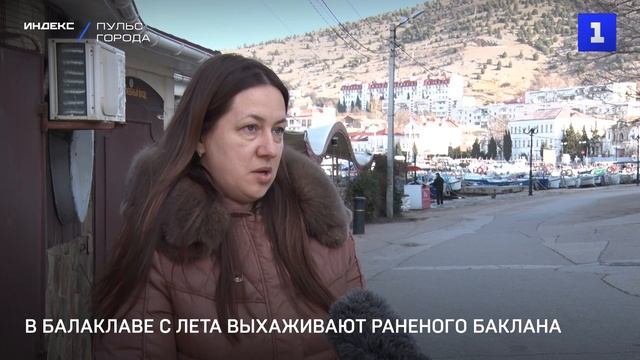 В Балаклаве с лета выхаживают раненого баклана