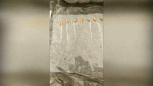 Сажаем бамию на севере Московской области