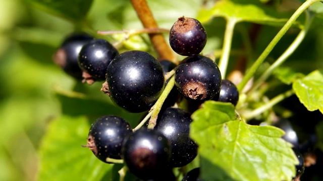 ВСЯ СМОРОДИНА КРУПНАЯ И ОЧЕНЬ МНОГО! ПОЛИВАЙТЕ СМОРОДИНУ ЭТИМ! смотреть онлайн