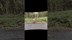 Классический уикенд на классическом w123