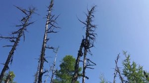 Дятел очищает лес от вредителей / Woodpecker clears the forest of pests