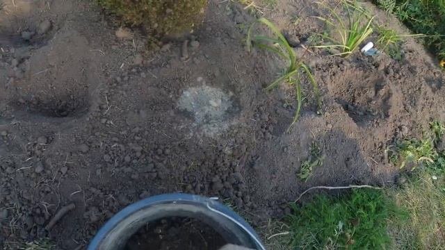 Мои новинки  Эхинацея посадка
