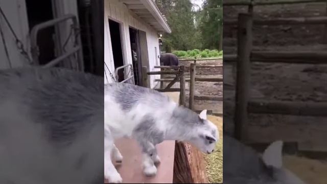 козочка танцует смотреть онлайн