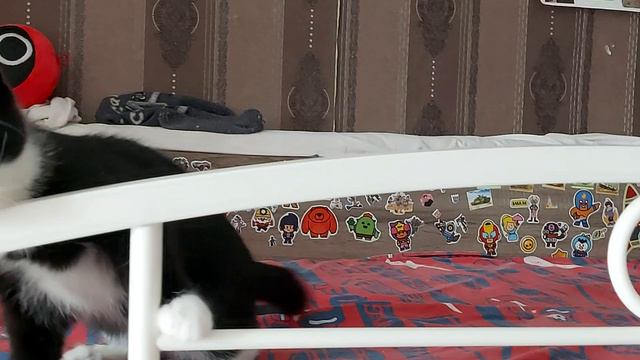 Котёнок)