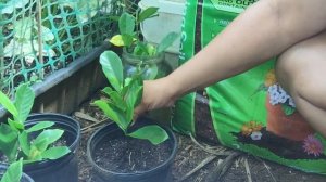 How to transplant rooted gardenia cuttings!🌻