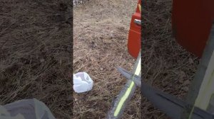 Осиновая кора для мужиков.