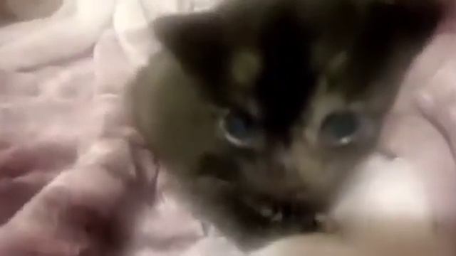 dingy dee dinky dee dee dinky dee dinky ding смотреть онлайн