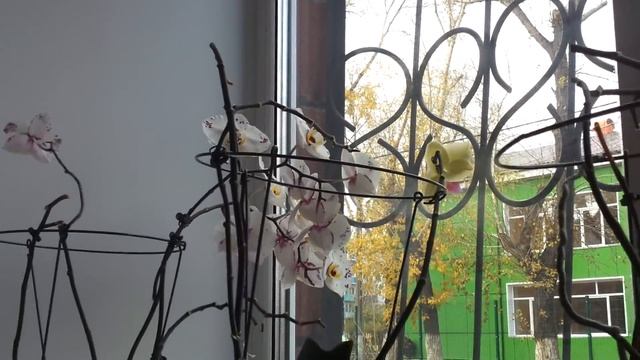 Чтобы орхидеи хорошо цвели. Советы по уходу смотреть онлайн