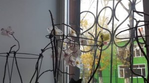 Чтобы орхидеи хорошо цвели. Советы по уходу