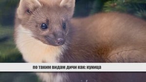 Как выбрать щенка лайки.